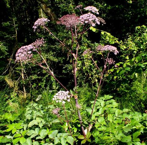 angelica images|angelica flower identification.